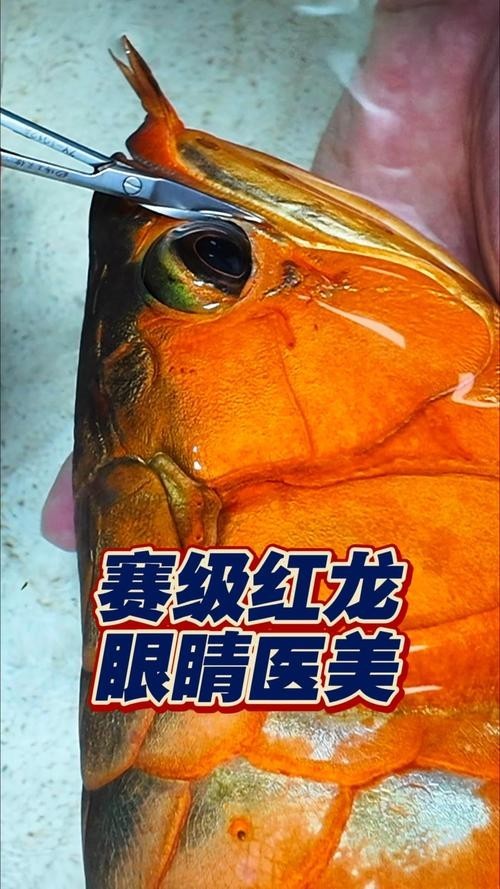 賽級紅龍魚一般價格