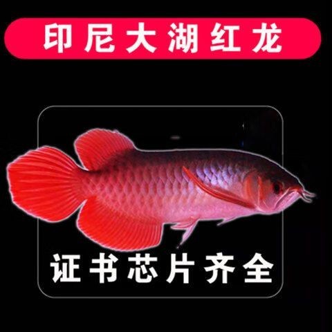 賽級(jí)紅龍魚一般價(jià)格
