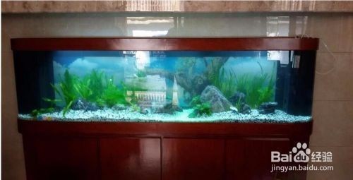 魚缸水草種植的技巧：魚缸水草的種植技巧