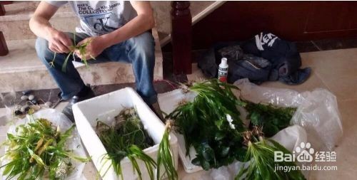 魚缸水草種植的技巧：魚缸水草的種植技巧