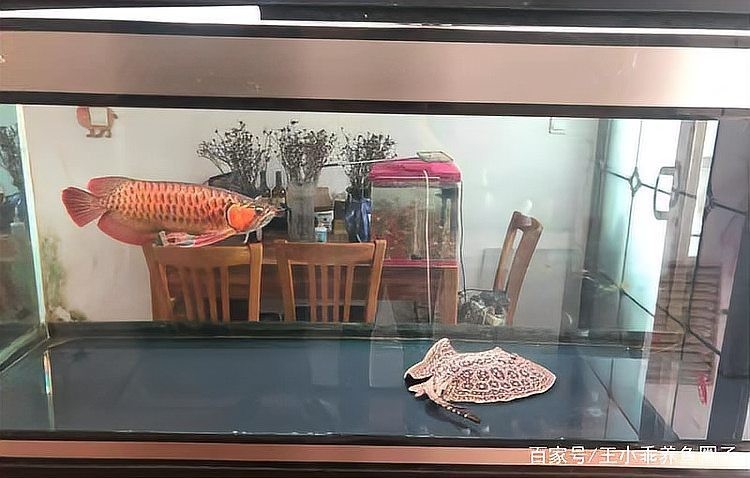如何選擇適合與紅龍魚混養的配魚？ 如何選擇適合與紅龍魚混養的配魚？ 2025長城杯龍魚大賽 第2張