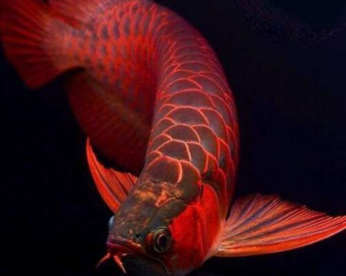 金龍魚別稱：關于金龍魚別稱的一些詳細信息 金龍魚別稱：關于金龍魚別稱的一些詳細信息 龍魚百科 第3張