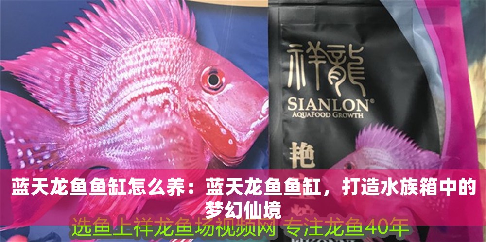 藍(lán)天龍魚魚缸怎么養(yǎng)：藍(lán)天龍魚魚缸，打造水族箱中的夢幻仙境