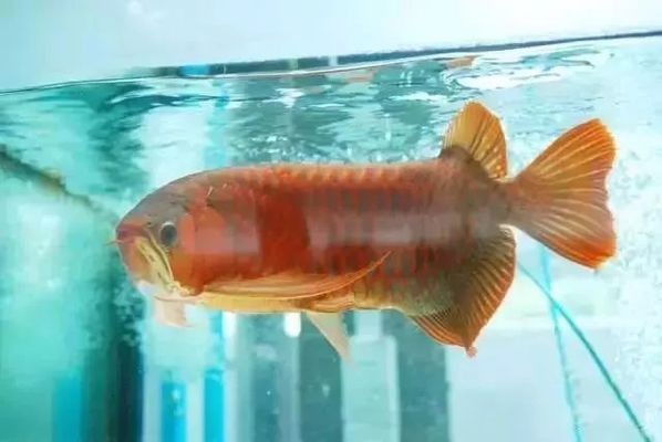 魚缸水質改善技巧：改善魚缸水質的方法