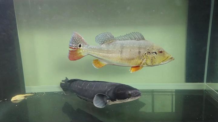 三間和龍魚哪個厲害