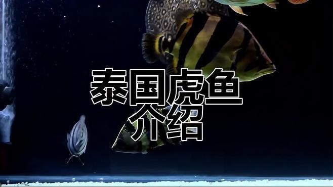 《龍魚養(yǎng)殖與鑒賞2004》有哪些版本？