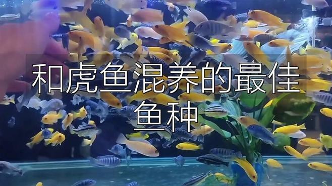 《龍魚養(yǎng)殖與鑒賞2004》有哪些版本？