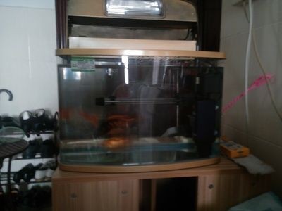 魚缸水混怎么辦？淺談讓魚缸里的水清澈的三種方法（淺談讓魚缸里的水清澈的三種方法）