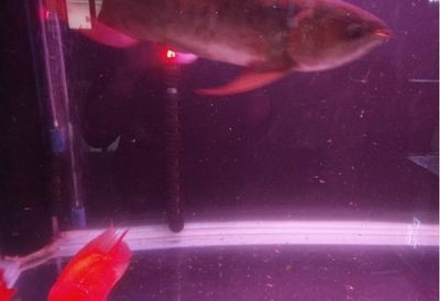 魚缸水混怎么辦？淺談讓魚缸里的水清澈的三種方法（淺談讓魚缸里的水清澈的三種方法）