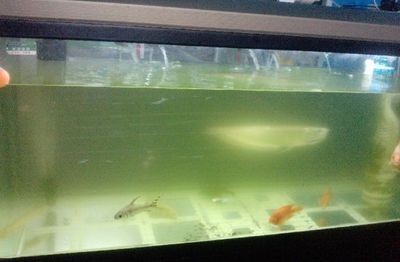 魚缸水混怎么辦？淺談讓魚缸里的水清澈的三種方法（淺談讓魚缸里的水清澈的三種方法）