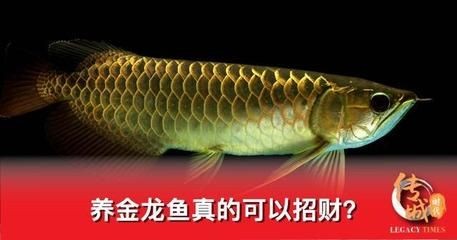 金龍魚變黑：金魚身上發黑怎么辦