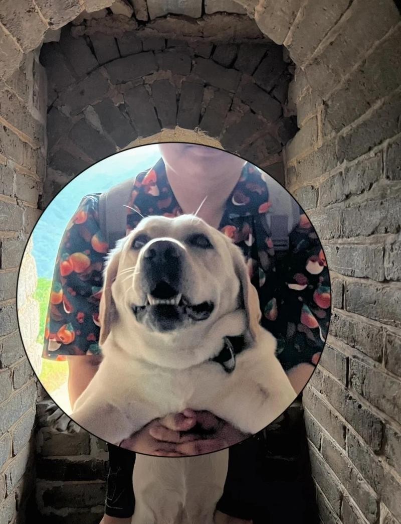 水長(zhǎng)城有哪些寵物友好項(xiàng)目？