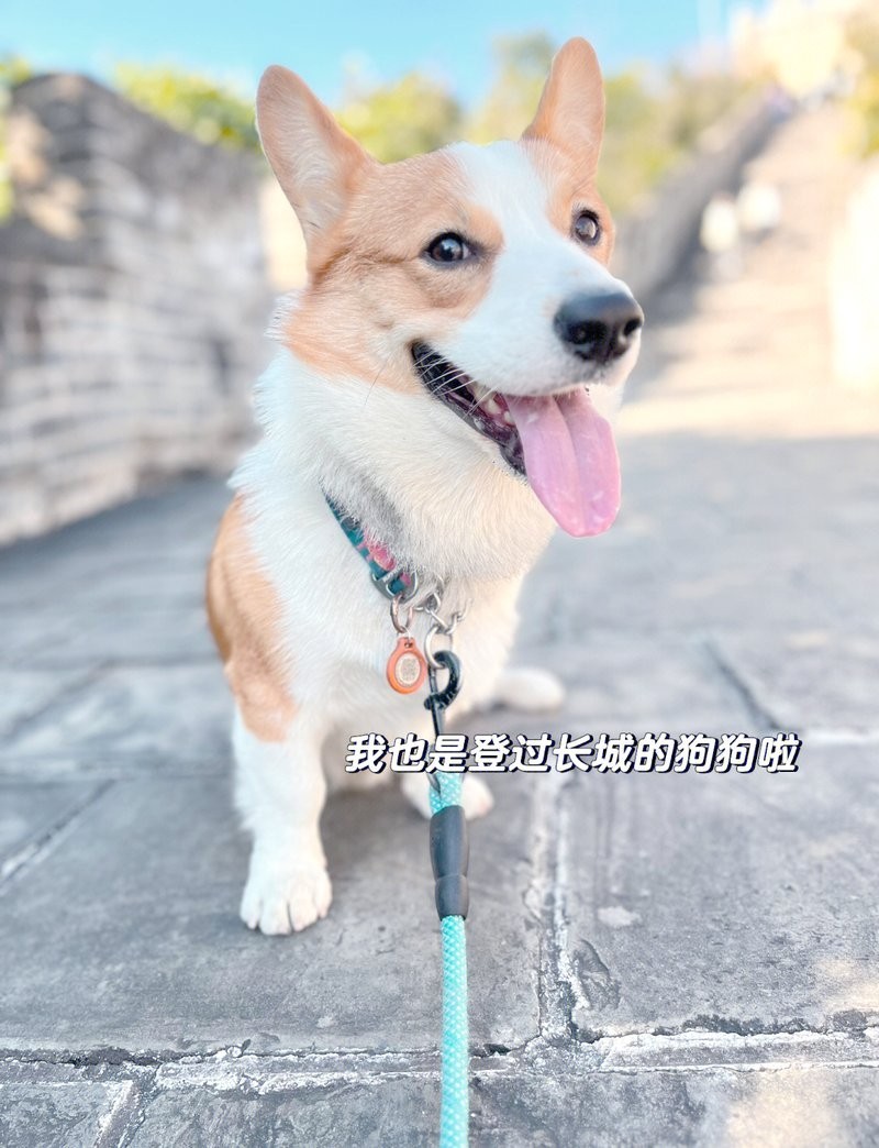 水長(zhǎng)城有哪些寵物友好項(xiàng)目？