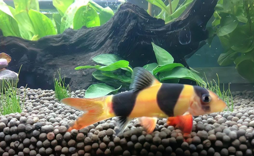 繁星三間魚能長到多大 繁星三間魚能長到多大 龍魚論壇 第3張
