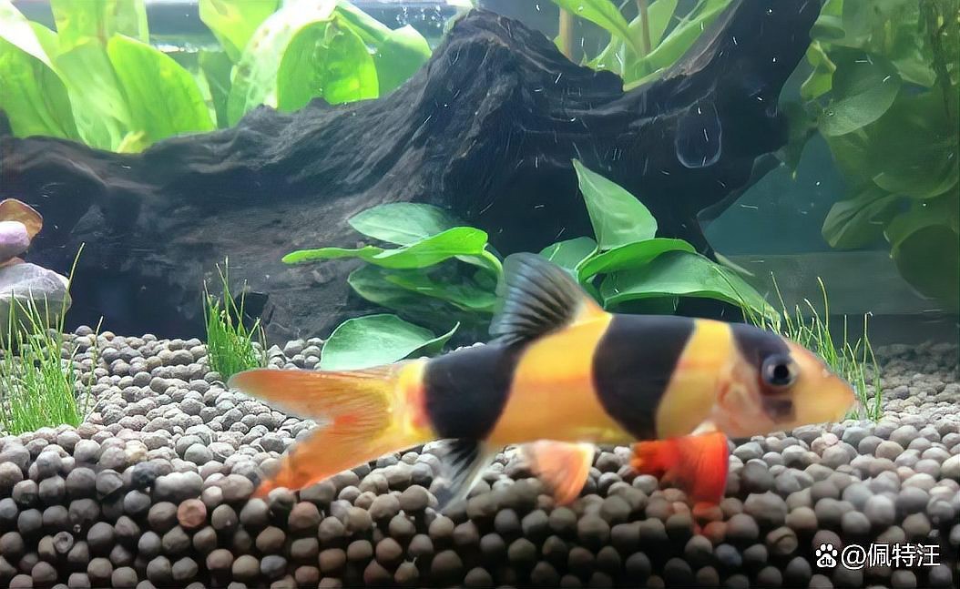繁星三間魚能長到多大 繁星三間魚能長到多大 龍魚論壇 第2張