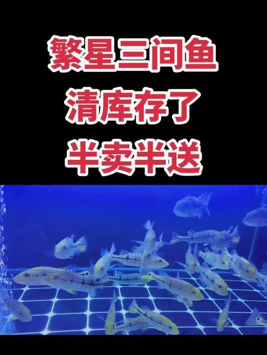 繁星三間魚能長到多大 繁星三間魚能長到多大 龍魚論壇 第5張