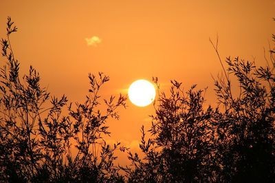 銘龍魚證書查詢（銘龍魚證書如何查詢）