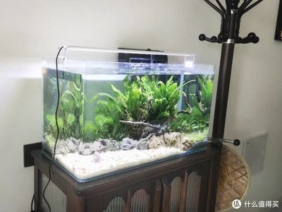 魚缸水草種植技巧和管理方法根據自己的喜好和魚缸的具體情況選擇：如何調節魚缸水質