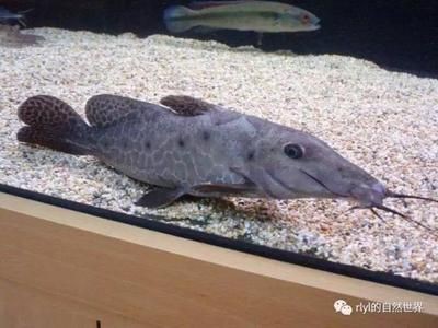 魚缸怎么清洗？：diy改造高魚缸清潔的科學方法魚缸清潔的科學方法