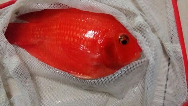 紅龍魚鰭發黑（紅龍魚鰭發黑可能由多種原因引起魚鰭發黑的原因及其治療方法）