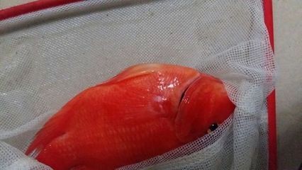 紅龍魚鰭發黑（紅龍魚鰭發黑可能由多種原因引起魚鰭發黑的原因及其治療方法）
