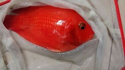 紅龍魚鰭發黑（紅龍魚鰭發黑可能由多種原因引起魚鰭發黑的原因及其治療方法）