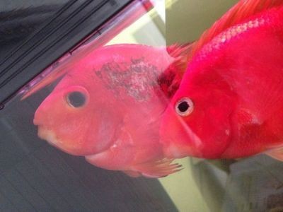 紅龍魚鰭發黑（紅龍魚鰭發黑可能由多種原因引起魚鰭發黑的原因及其治療方法）