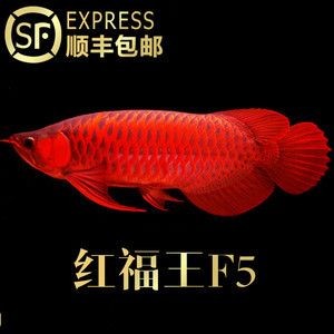 賽級金龍魚什么意思？：賽級金龍魚的價值