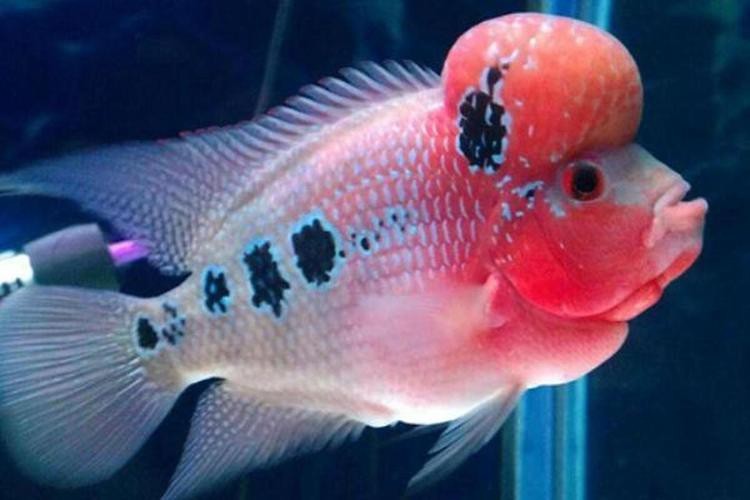 羅漢魚vs雷龍魚