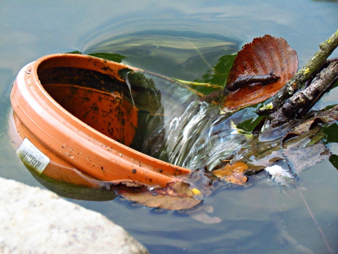 如何判斷翡翠龍魚是否發色成功？