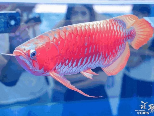 長城杯觀賞魚比賽有哪些參賽品類？