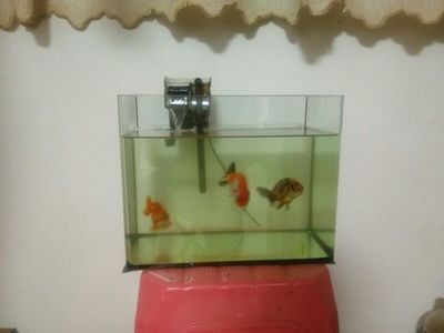 魚缸里面長綠藻怎么樣防治處理加小蘇打（魚缸里面長綠藻怎么樣防治）