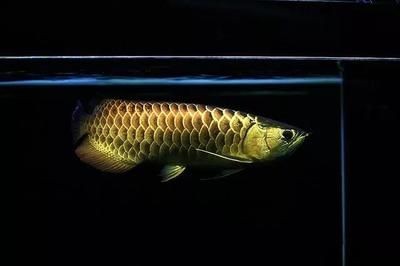 金龍魚魚鱗上有黑點：金龍魚魚鱗上出現黑點可能是由于多種原因引起的，你知道嗎