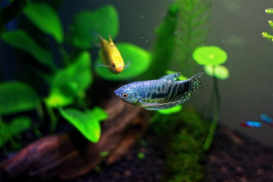 龍魚配對的行為有哪些呢（如何判斷龍魚是否進入繁殖期？）