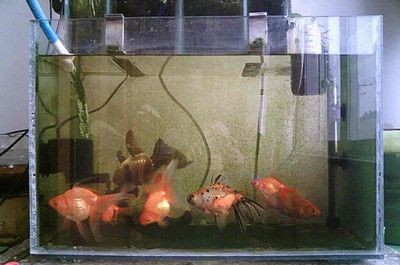 魚缸多久要全換水一次（魚缸換水的頻率和換水量應根據(jù)具體情況和生活情況合理確定）
