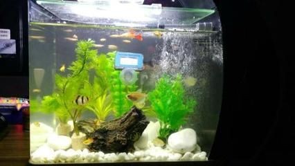 魚缸多久要全換水一次（魚缸換水的頻率和換水量應根據(jù)具體情況和生活情況合理確定）