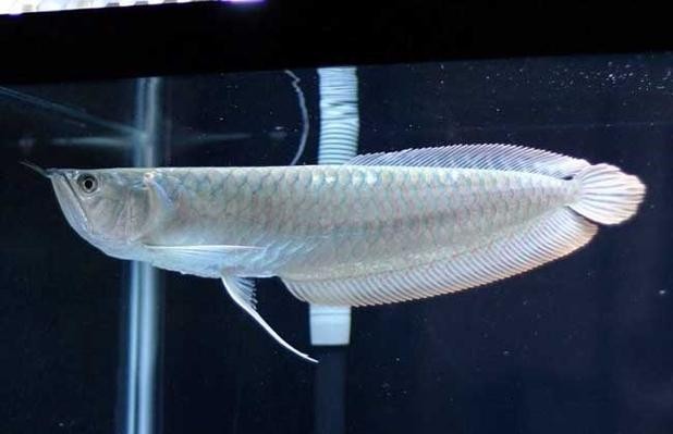 西安地區二手龍魚的價格范圍是多少？