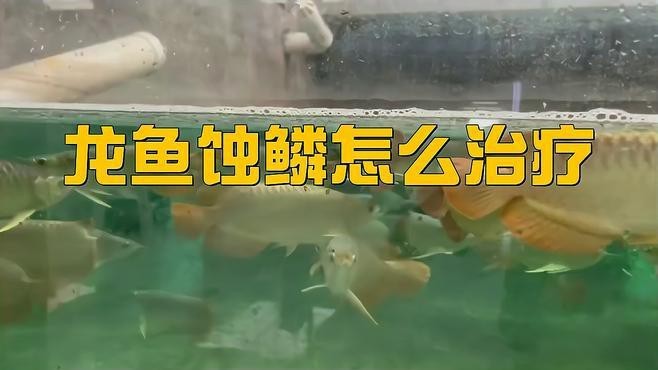 龍魚鱗片發白腐蝕需要多久治療？