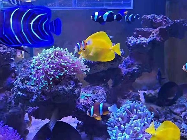 壹遇龍魚水族有官方網站嗎？