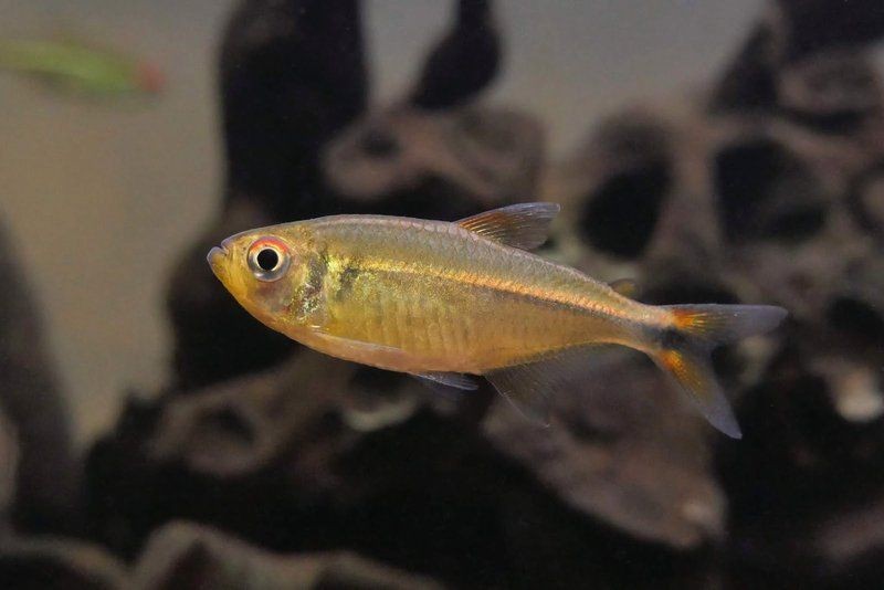 紅眼觀賞魚全部品種