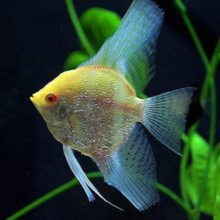 紅眼觀賞魚全部品種
