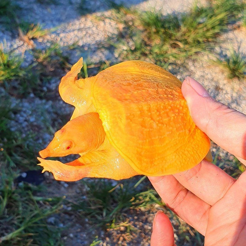 紅眼觀賞魚全部品種