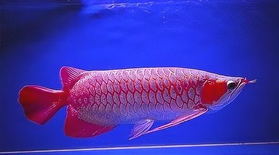 賽級赤血紅龍的價格是多少？ 賽級赤血紅龍的價格是多少？ 2025長城杯龍魚大賽 第7張