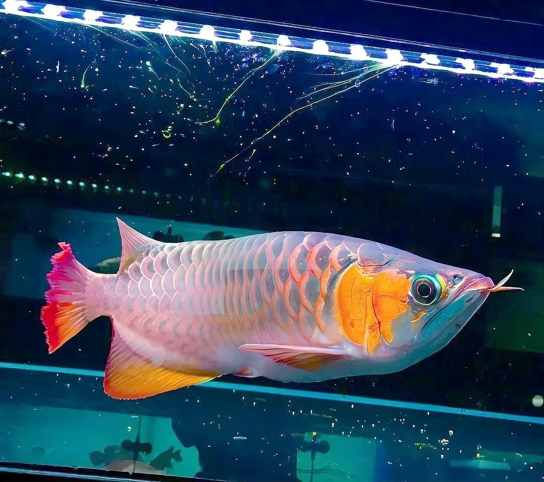 賽級赤血紅龍的價格是多少？ 賽級赤血紅龍的價格是多少？ 2025長城杯龍魚大賽 第10張