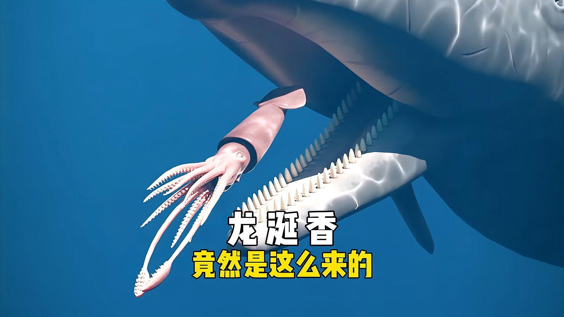 紅龍涎的價格是多少