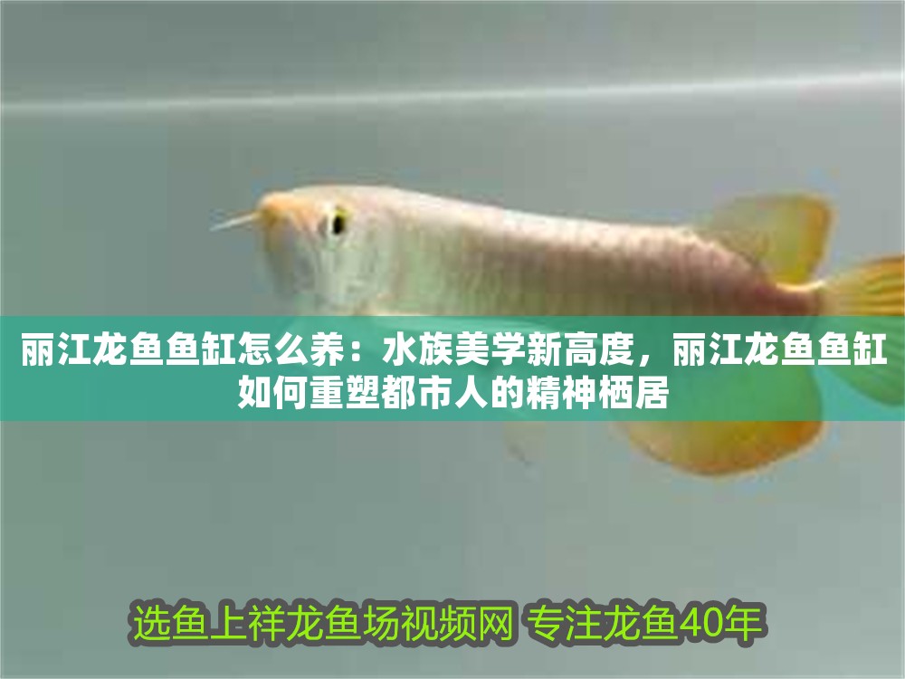 麗江龍魚魚缸怎么養：水族美學新高度，麗江龍魚魚缸如何重塑都市人的精神棲居