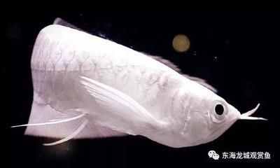 銀龍魚眼睛長什么樣是正常的（銀龍魚的眼睛正常狀態）
