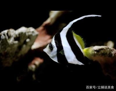 如何根據魚缸大小選擇關刀魚品種：關刀魚的飼養技巧與管理要點