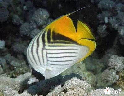 如何根據(jù)魚缸大小選擇關(guān)刀魚品種：關(guān)刀魚的飼養(yǎng)技巧與管理要點