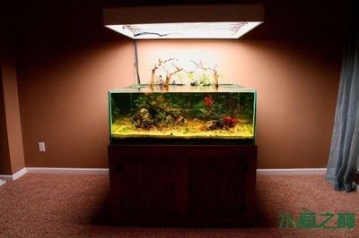 國外魚缸設(shè)計趨勢：《設(shè)計魚缸設(shè)計魚缸設(shè)計哲學(xué)森森魚缸設(shè)計哲學(xué)森森魚缸 國外魚缸設(shè)計趨勢：《設(shè)計魚缸設(shè)計魚缸設(shè)計哲學(xué)森森魚缸設(shè)計哲學(xué)森森魚缸 魚缸百科 第2張